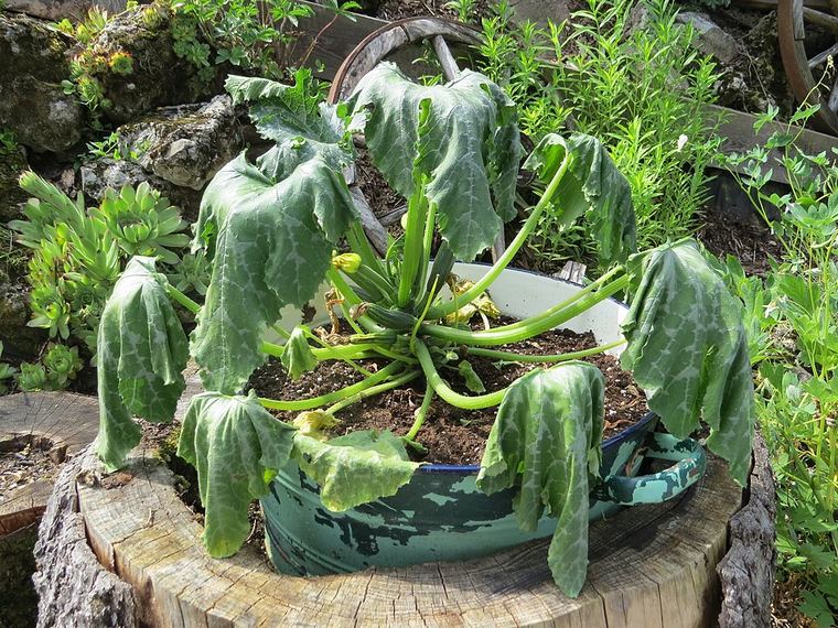 Zucchini Bread
